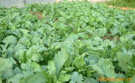 上海农庆农业科技咨询公司 专业农业信息咨询，助力现代农业发展