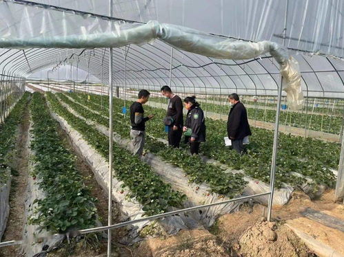 景谷多措并举，合力保障春节期间农产品质量安全