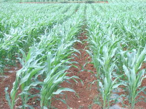 云南省农业厅与云南农业信息网 一站式农业信息咨询服务平台