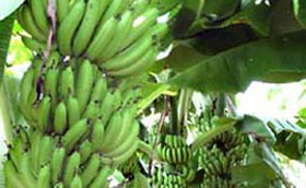 南宁坛洛优质新鲜香蕉大量供应——生鲜水果优选